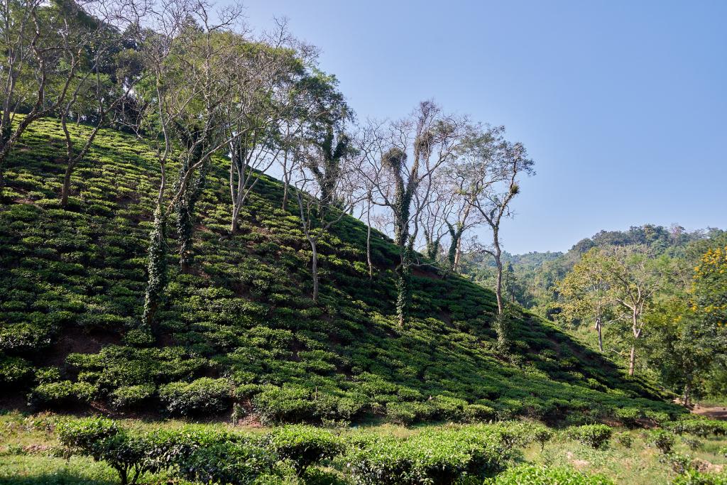Champs de thé [Arunachal Pradesh, Inde] - 2023 