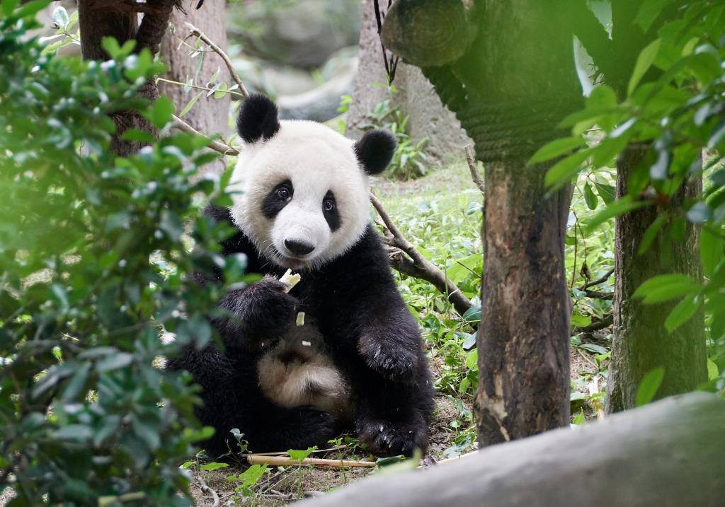Panda du Sichuan [Chine] - 2019