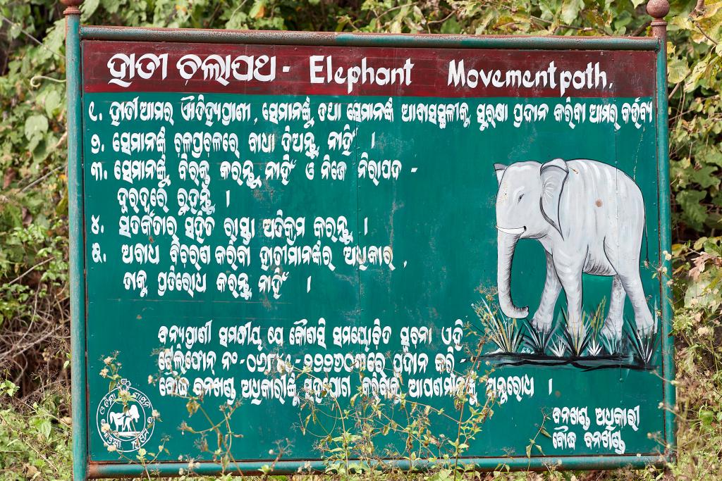 Passage des éléphants [Orissa, Inde] - 2020