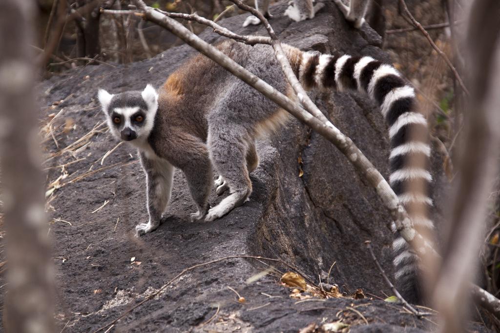 Lémurien Maki Catta, réserve d'Anja [Madagascar] - 2017