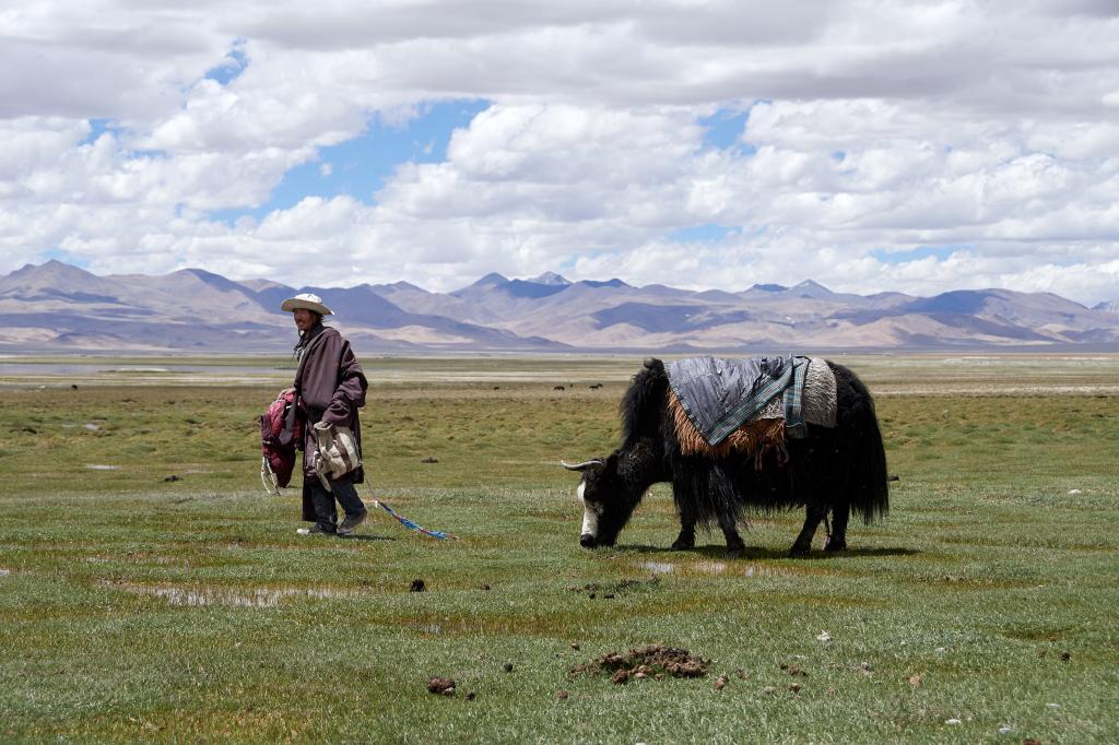 Sur les rives du Dawa Tso [Tibet] - 2019