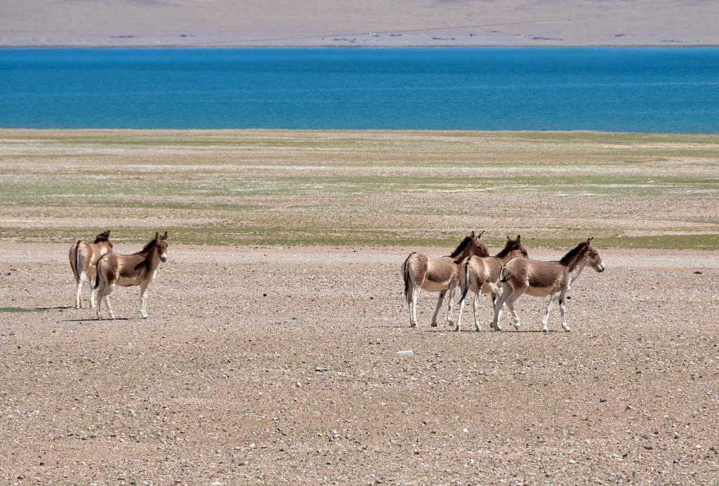 Des khiang (ânes sauvages)  au lac Tong Tso [Tibet] - 2019