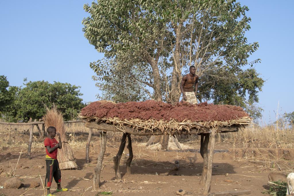 Sorgho à sécher, pays Otammari [Bénin] - 2018