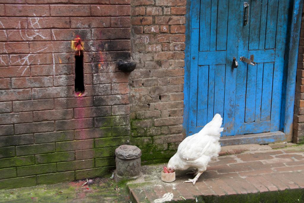 Poule dans sa gamelle, Bakhtapur