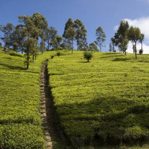 Nuwara Elya, plantations de thé [Sri Lanka] - 2016