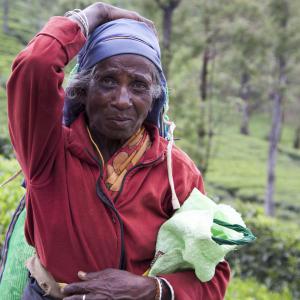 Nuwara Elya, cueilleuse de thé [Sri Lanka] - 2016
