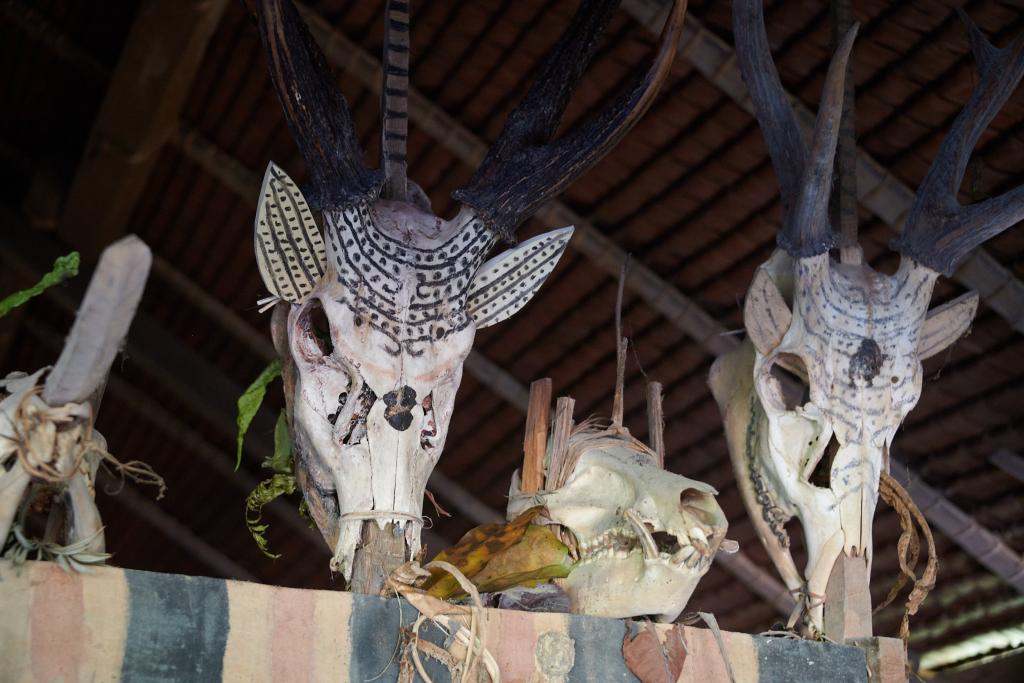 Crânes des animaux chassés, hommage à leurs esprits, île de Siberut [Indonésie] - 2025 
