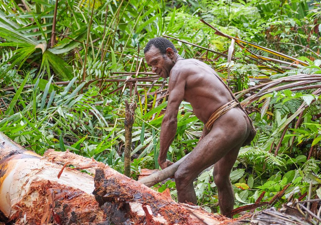 Abattage d'un palmier-sagoutier, pays Korowaï [Papouasie indonésienne] - 2025