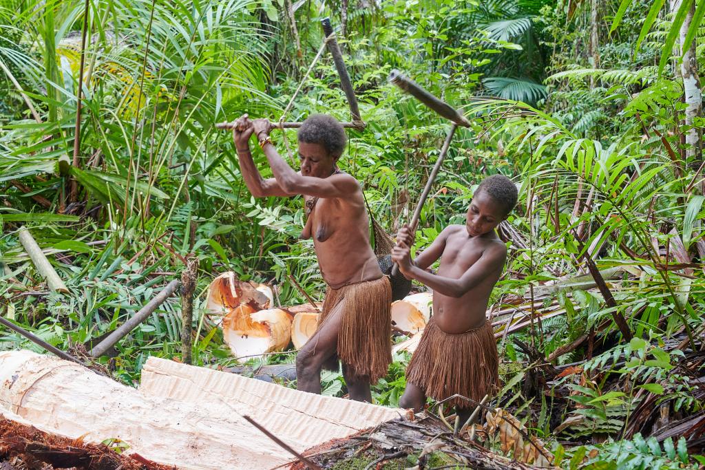 Abattage d'un palmier-sagoutier, pays Korowaï [Papouasie indonésienne] - 2025
