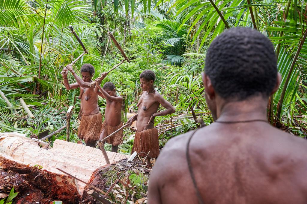 Abattage d'un palmier-sagoutier, pays Korowaï [Papouasie indonésienne] - 2025