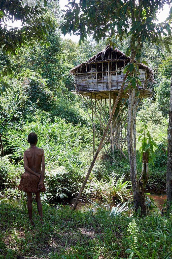 Habitat traditionnel, pays Korowaï [Papouasie indonésienne] - 2025 