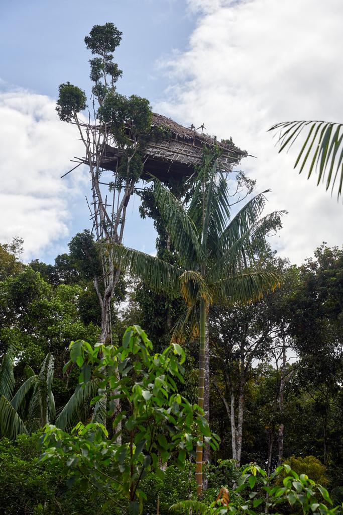 Habitat traditionnel, pays Korowaï [Papouasie indonésienne] - 2025 