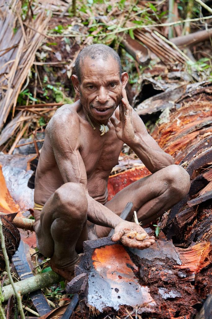 Recherche des vers de sagoutier pays Korowaï [Papouasie indonésienne] - 2025 