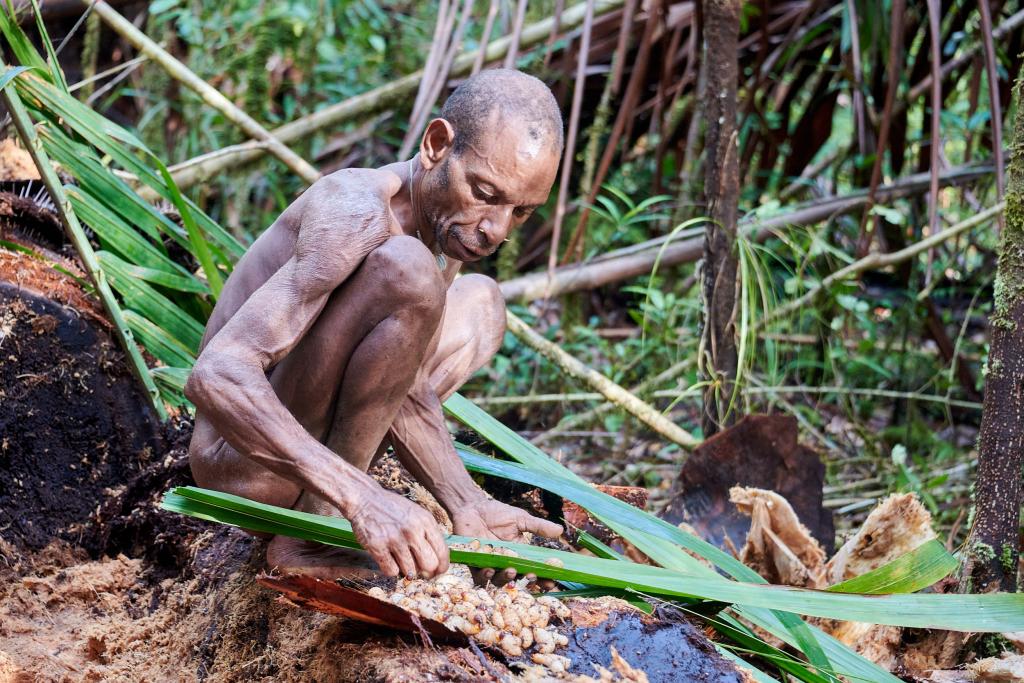 Recherche des vers de sagoutier pays Korowaï [Papouasie indonésienne] - 2025 
