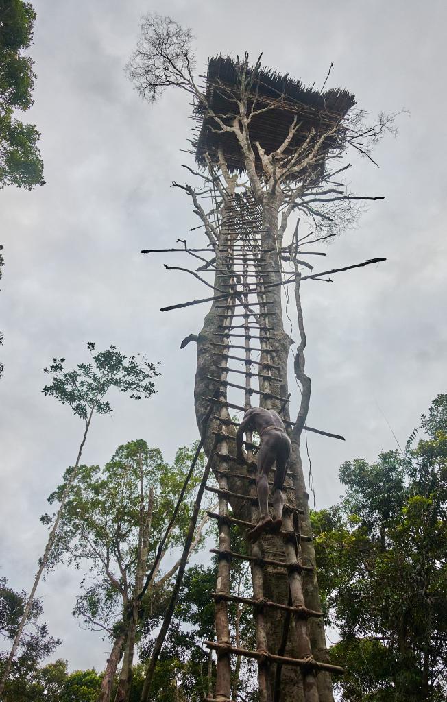 Habitat traditionnel, pays Korowaï [Papouasie indonésienne] - 2025 