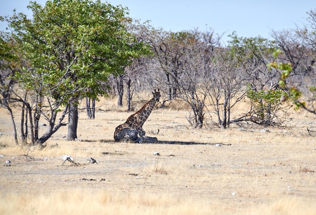Parc d'Etosha [Namibie] - 2021