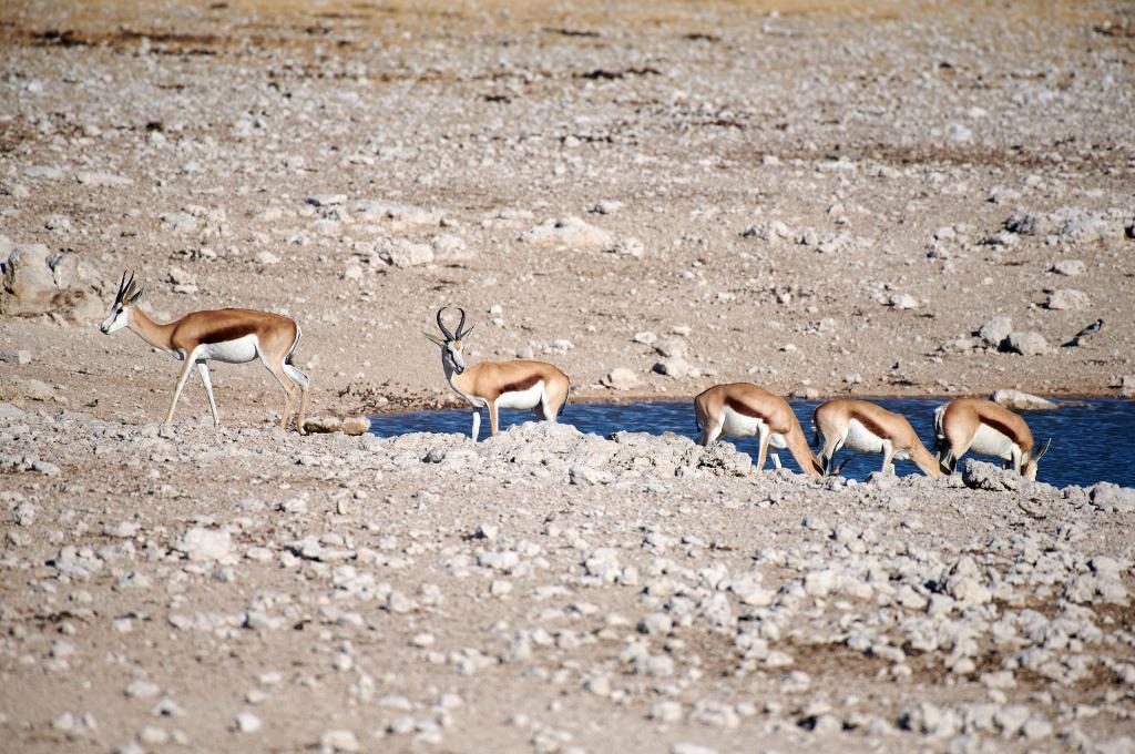 Parc d'Etosha [Namibie] - 2021 