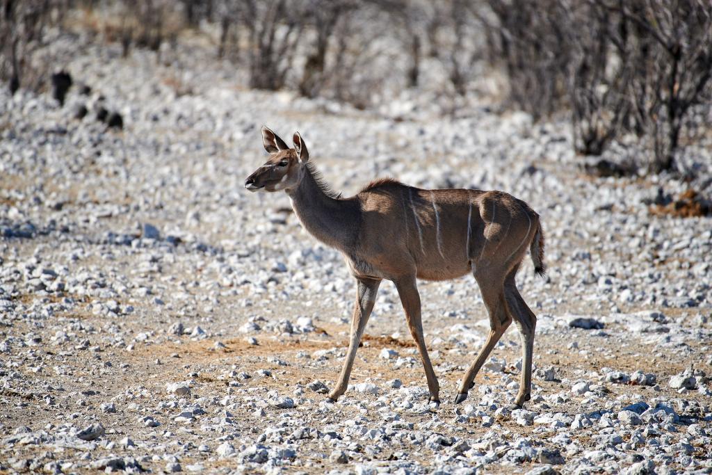 Parc d'Etosha [Namibie] - 2021 