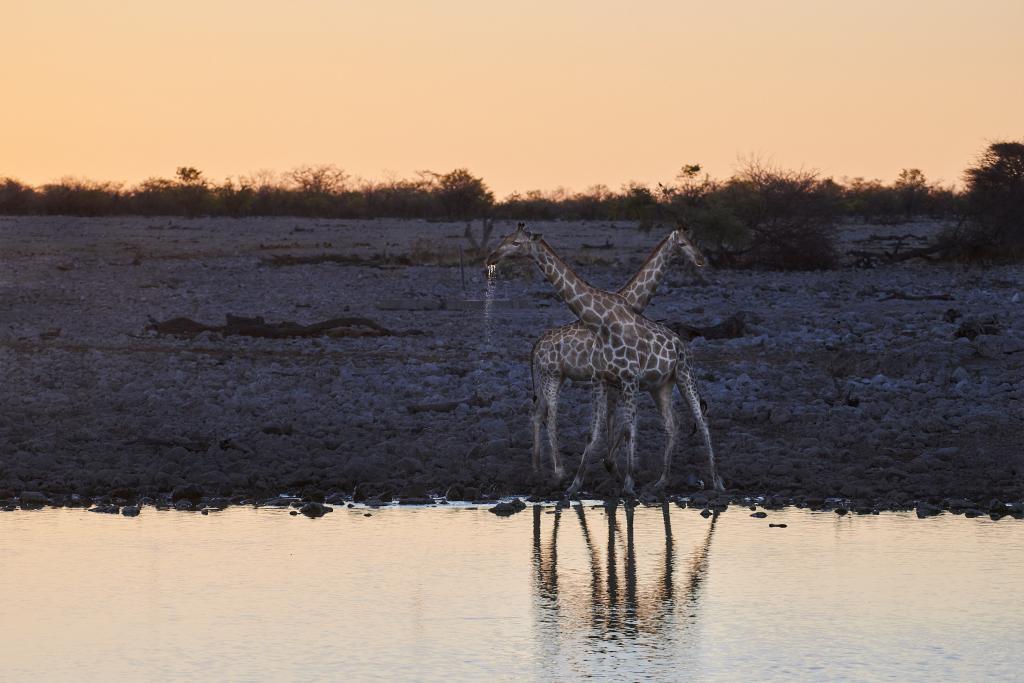 Parc d'Etosha {Namibie] - 2021