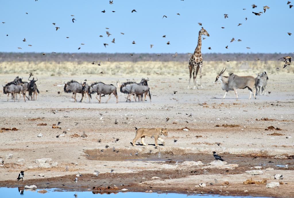 Parc d'Etosha {Namibie] - 2021