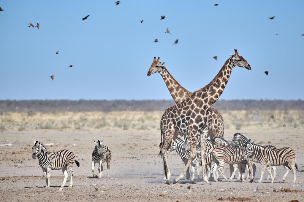 Parc d'Etosha [Namibie] - 2021
