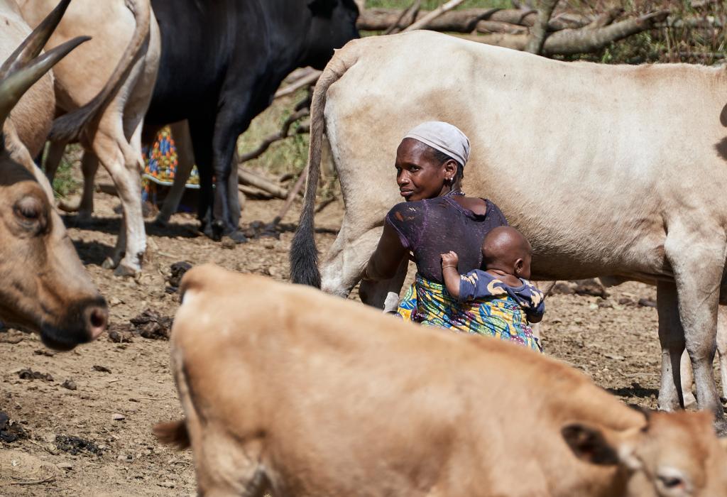 Traite des vaches, entre Tombo et Dougoura [Guinée] - 2024 