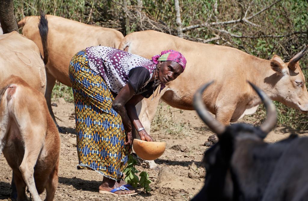 Traite des vaches, entre Tombo et Dougoura [Guinée] - 2024 