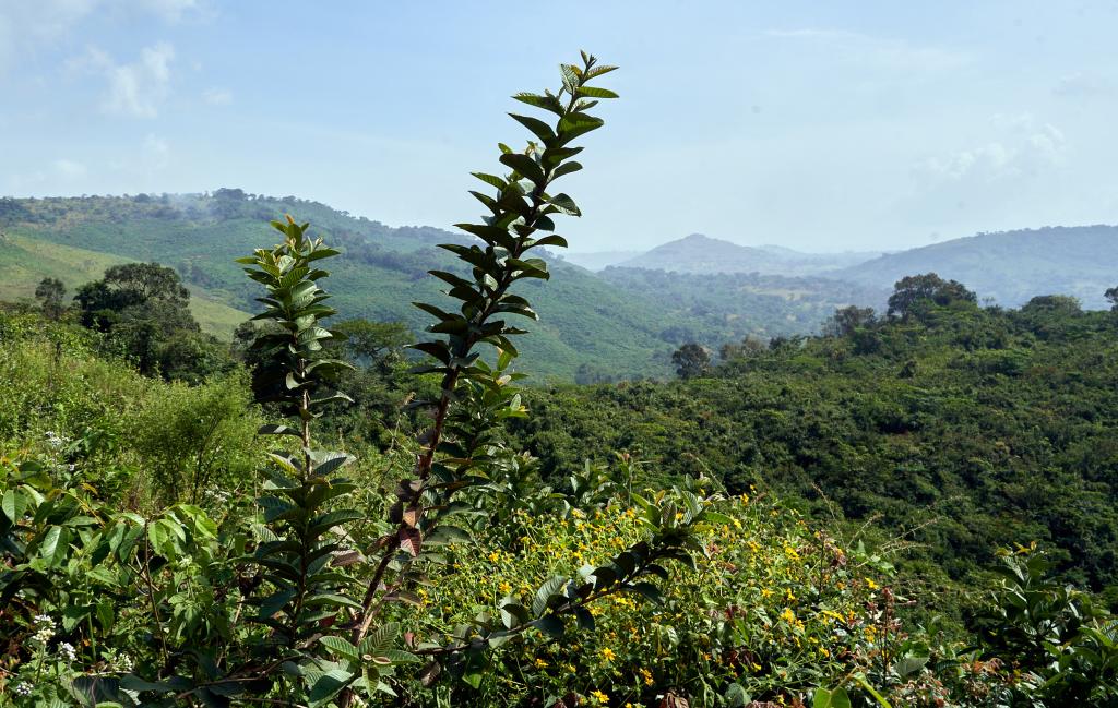 Sur les chemins, entre Tombo et Dougoura [Guinée] - 2024 