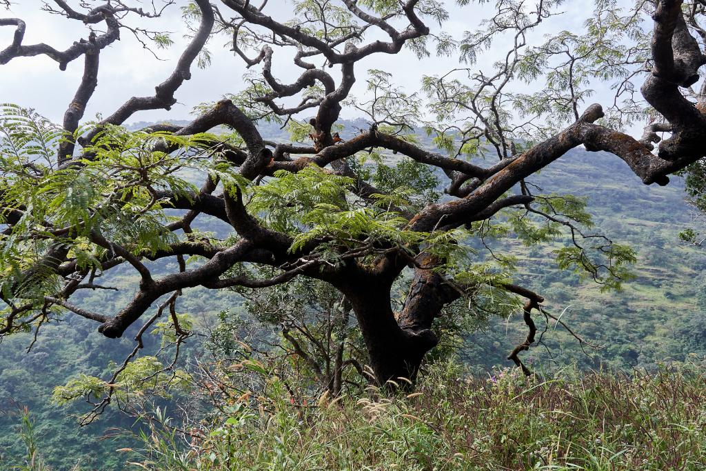 Sur les chemins, de Dougoura à Daleya [Guinée] - 2024 