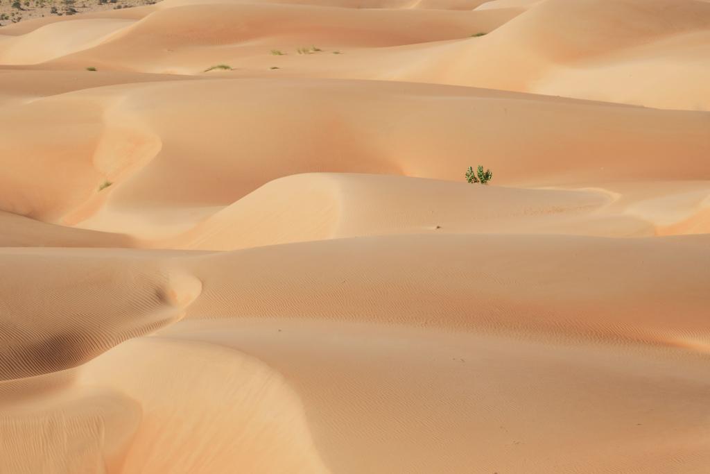 Oasis d'Azouiega [Mauritanie] - 2022 