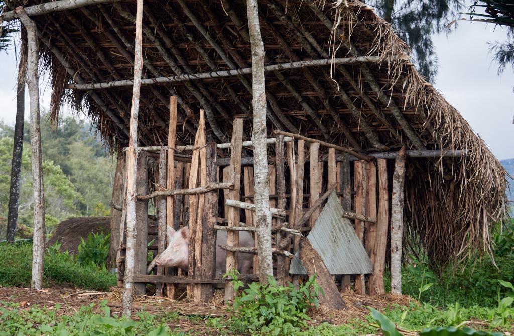 Région de Tambul, Hautes-Terres [Papouasie Nouvelle Guinée] - 2024 