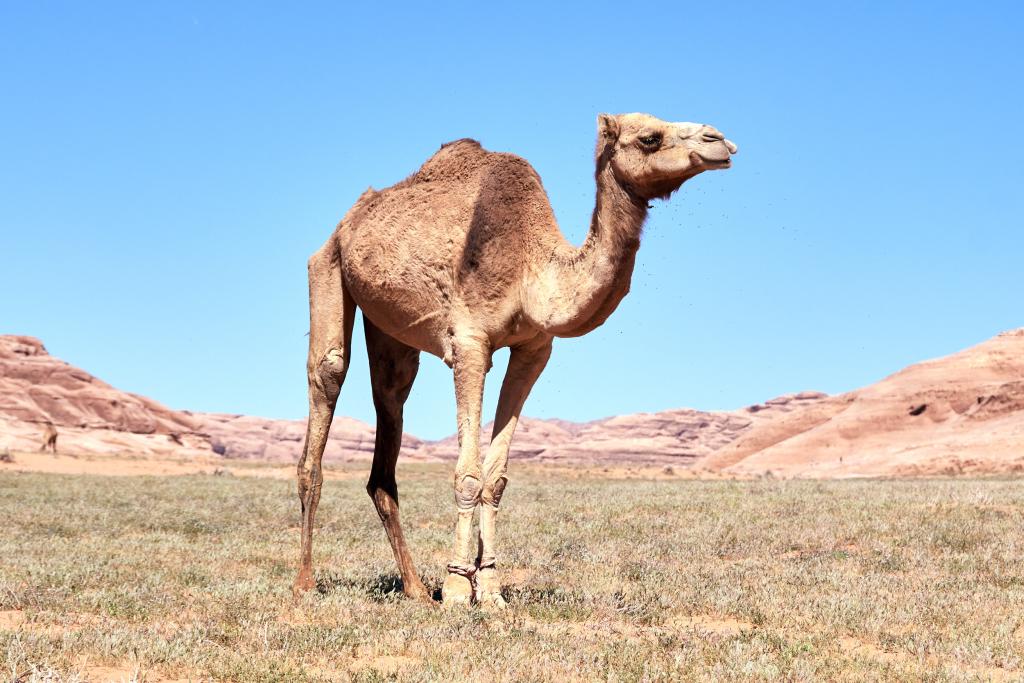 Wadi Rum [Jordanie] - 2023