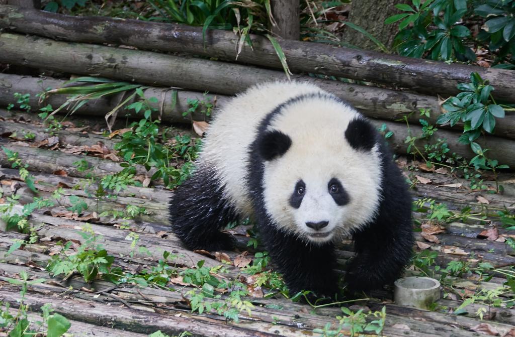 Panda du Sichuan [Chine] - 2019