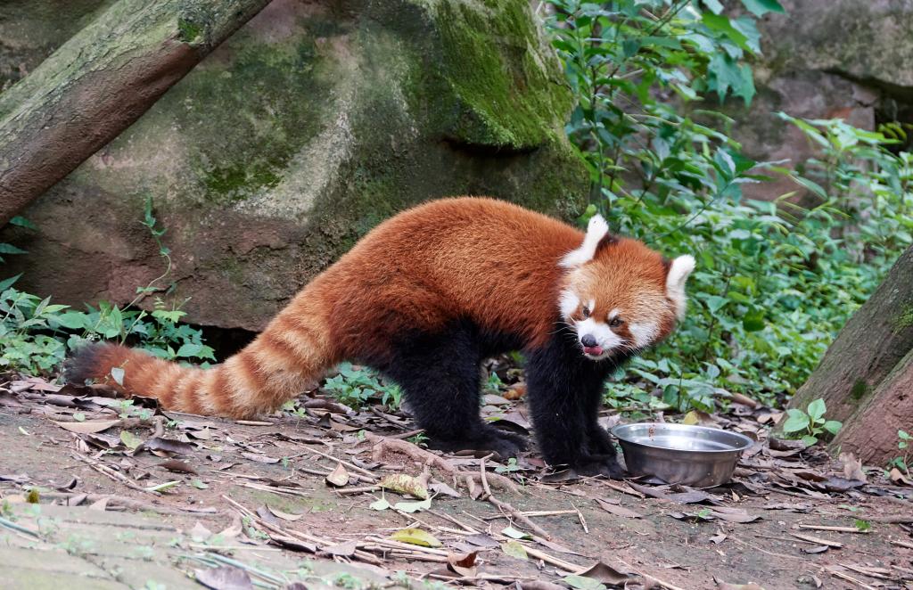 Un panda rouge [Chine] - 2019