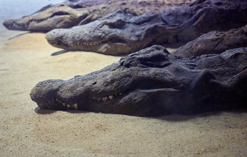 Crocodiles momifiés, temple de Kom Ombo [Egypte] - 2022
