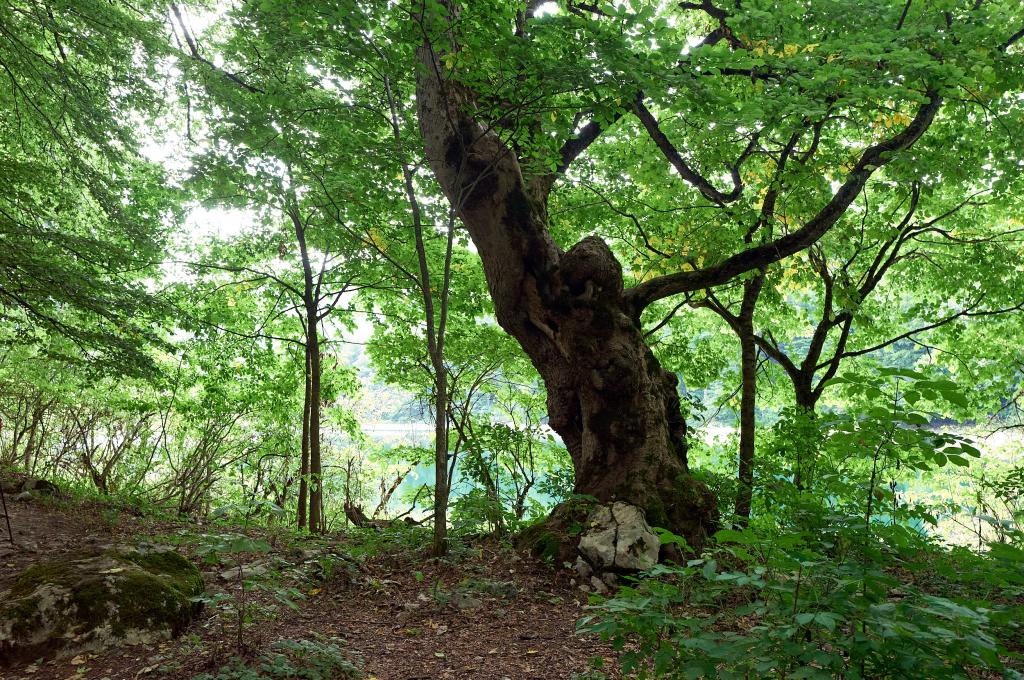 Forêt primaire de Biogradska Gora [Monténégro] - 2021