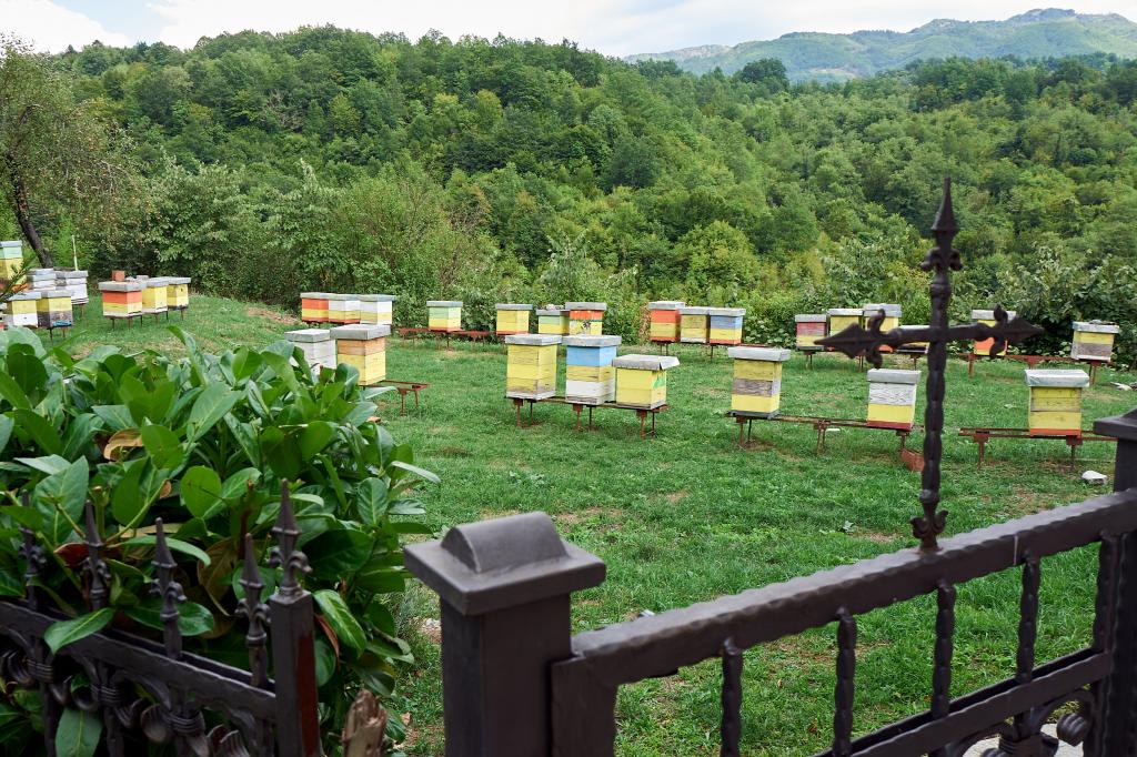 Les ruches du Monastère de Moraca [Monténégro] - 2021