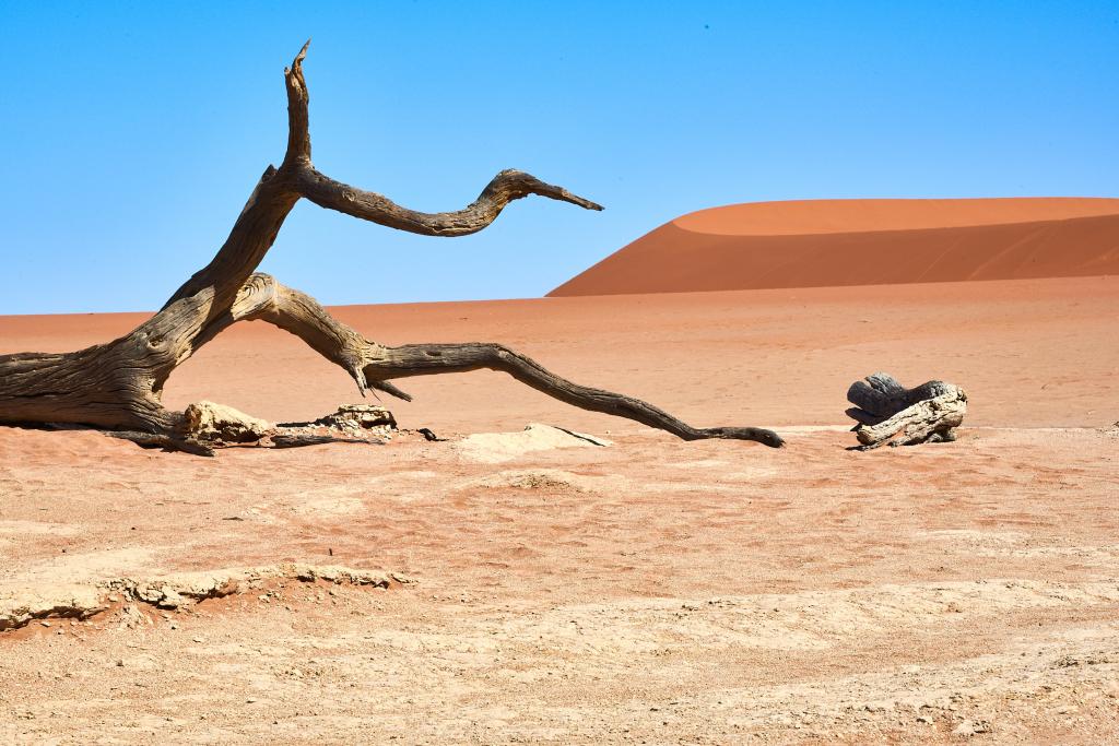 Dead Vlei, désert du Namib [Namibie] - 2021 