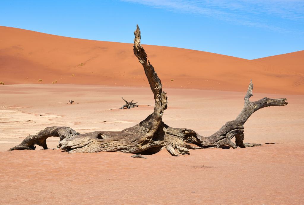 Dead Vlei, désert du Namib [Namibie] - 2021 