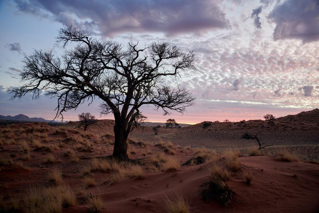 Désert du Namib [Namibie] - 2021