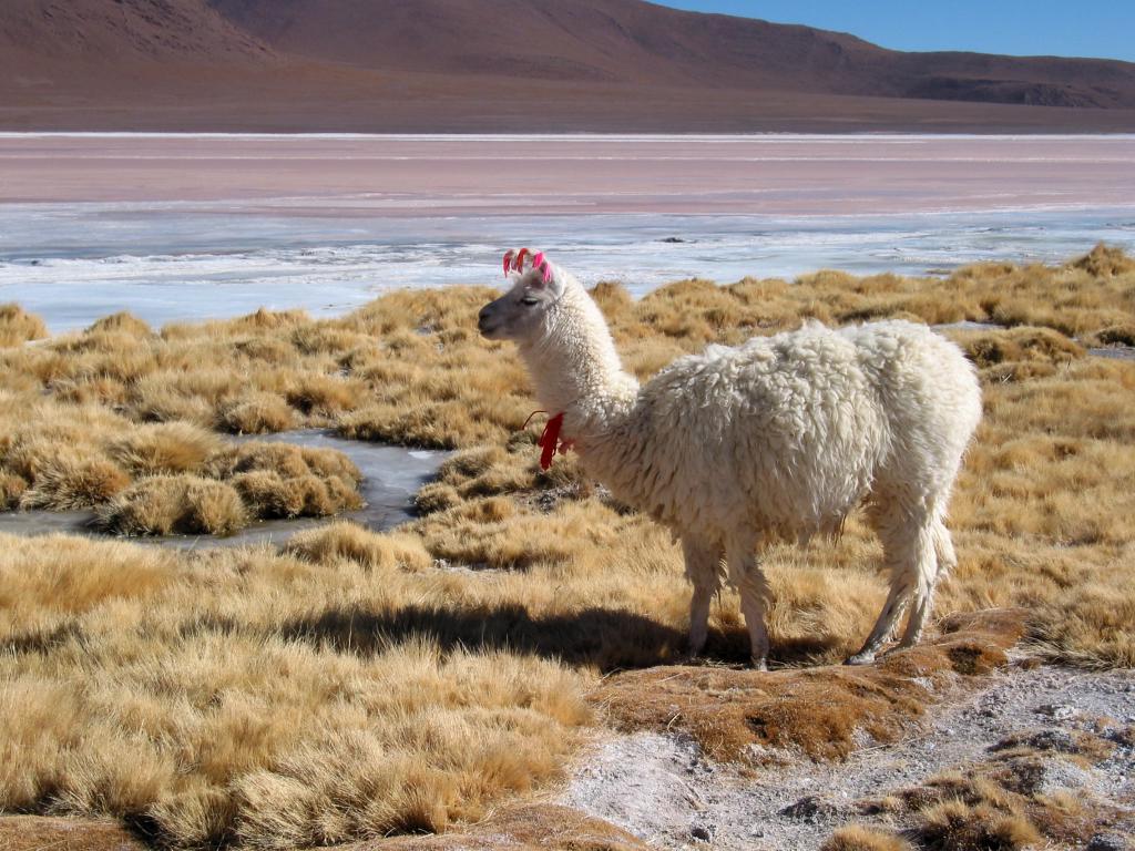 Un lama au bord de la Laguna Colorada [Bolivie] - 2005