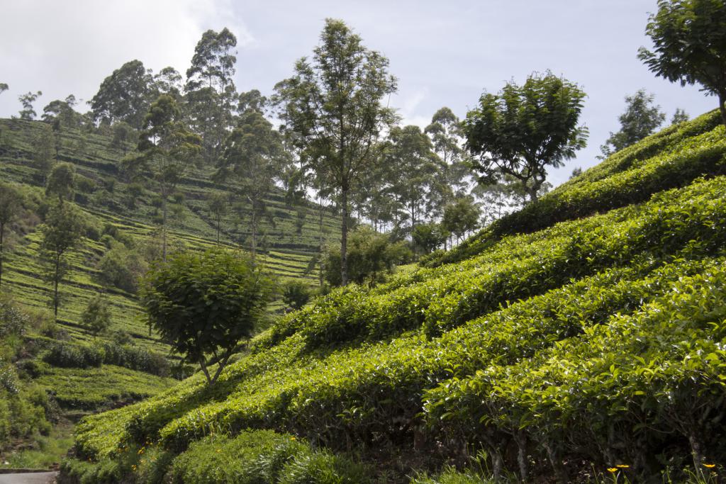 Plantations de thé, Nuwara Elya [Sri Lanka] - 2016
