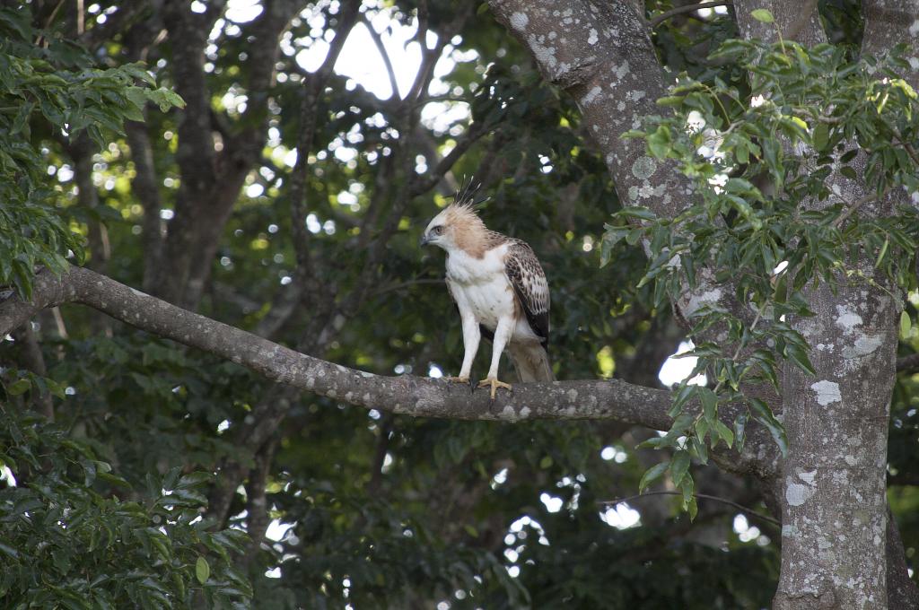 Un aigle au Parc Udawale [Sri Lanka] - 2016