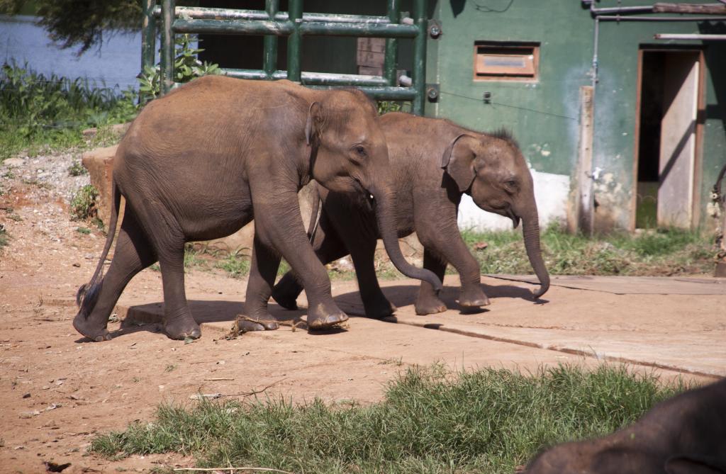 Orphelinat d'éléphants [Sri Lanka] - 2016