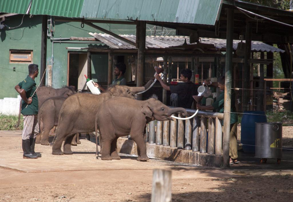 Orphelinat d'éléphants, l'heure du biberon [Sri Lanka] - 2016