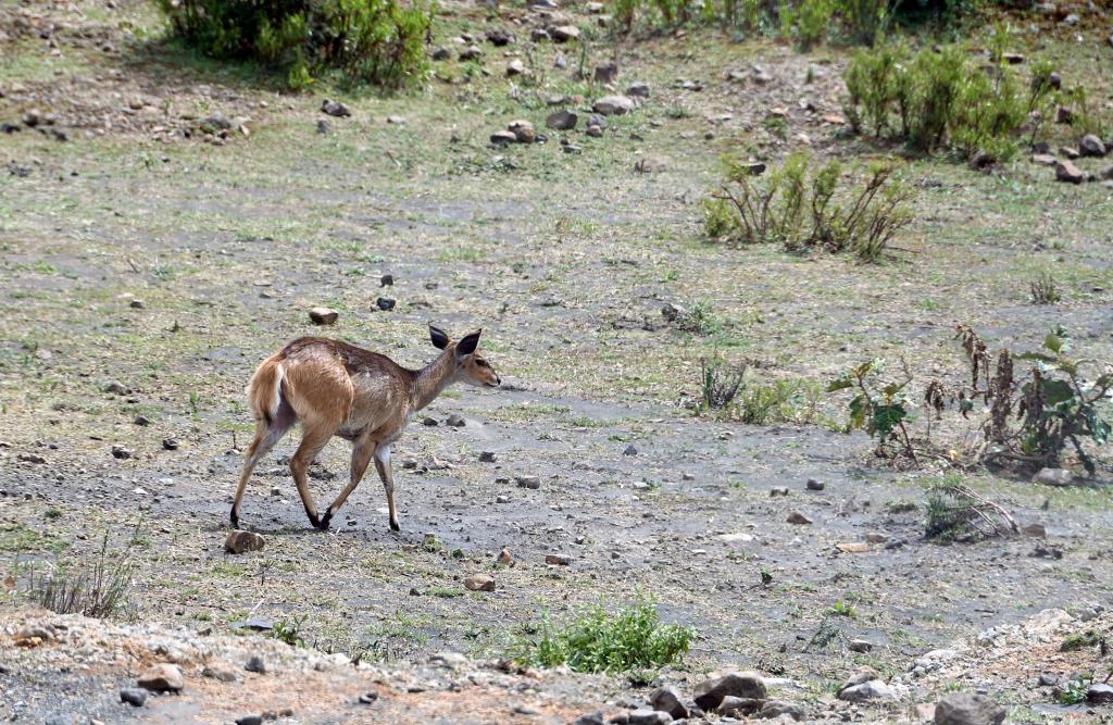 Antilope, parc du Simien [Ethiopie] - 2019