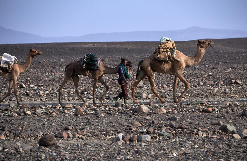 Dépression du Danakil : une caravane de sel [Ethiopie] - 2019