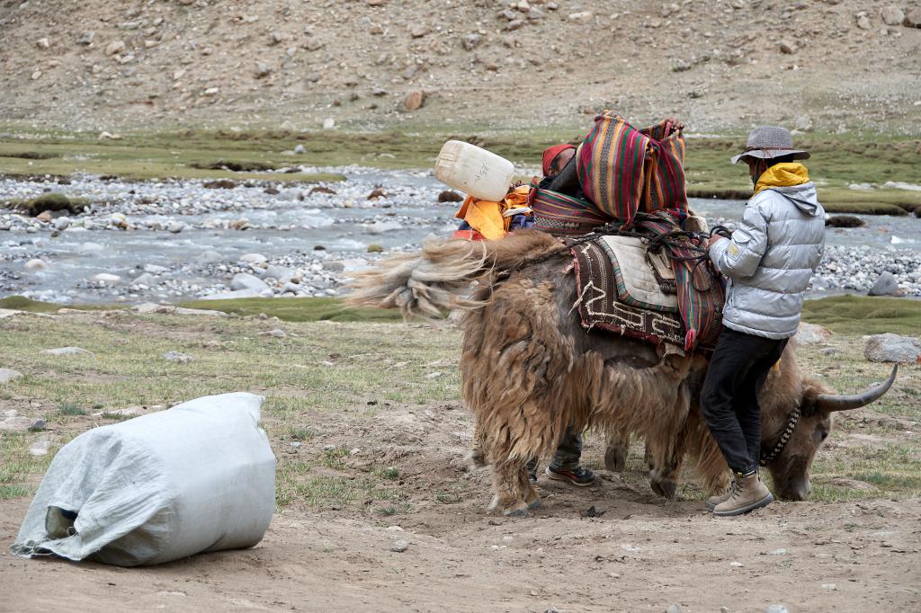 Les yaks portent le ravitaillement des pèlerins