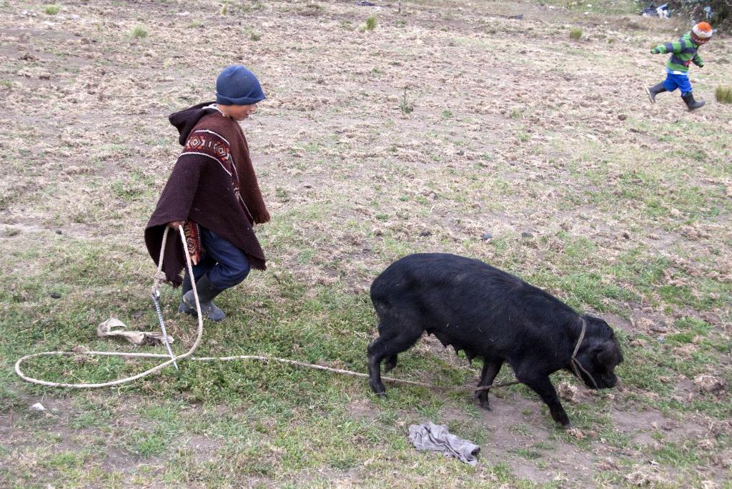 Pendant ce temps, ses petits-enfants emmènent le cochon dans les champs