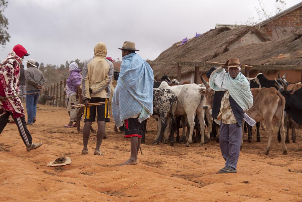 Le marché aux zébus d'Ambalavao [Madagascar] - 2017